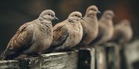Five mourning doves perched in row on wooden fence rail with soft blurred background creating peaceful wildlife scene for nature photography projects.