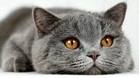 Gray British Shorthair kitten with bright orange eyes lying down on white background, adorable feline pet portrait for veterinary and animal care designs.