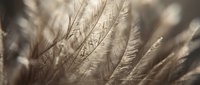 Soft pampas grass plumes swaying in golden sunlight creating dreamy bokeh background for natural decor and wedding design projects.