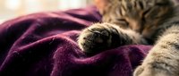 Tabby kitten resting on purple blanket with soft focus background, capturing cozy pet comfort and relaxation moments for lifestyle and animal content.