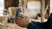 Farmer holding young tabby kitten with weathered hands in rustic barn setting, depicting animal care and rural lifestyle.