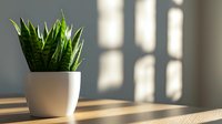 Snake plant in white ceramic pot on wooden surface with natural window light creating shadow patterns for modern home decor and interior design concepts.