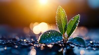 Young green plant sprout with water drops in morning sunlight, macro photography with bokeh effect and shallow depth of field, nature awakening concept.