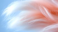 Ethereal soft coral and blue feathers create dreamy abstract background with gentle movement and flowing texture, suitable for wellness and spa designs.