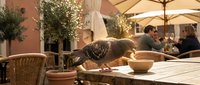 Tabby cat stretching on outdoor restaurant table with wicker chairs and umbrellas in Mediterranean courtyard setting for hospitality and pet-friendly dining concepts.