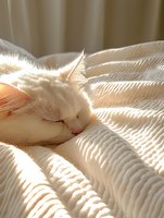 White cat sleeping peacefully on textured bedding in warm sunlight, creating soft shadows and gentle highlights across fur and fabric. Perfect for wellness and lifestyle content.