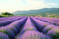 Vibrant purple lavender field with rows stretching toward distant mountains under soft evening light, creating a serene rural landscape.