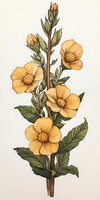 Delicate yellow buttercup flowers on stem with green leaves in vintage botanical art style, watercolor technique showing soft natural shading and texture.