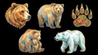 Watercolor bear illustrations set isolated on transparent background, featuring adult and cub bears, paw prints, and polar bear. Ready for t-shirt design, clipart, stickers, print-on-demand products, and sublimation projects.