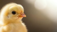 Adorable yellow baby chick with fluffy feathers and bright orange beak on soft blurred background for Easter spring farm poultry agriculture concepts.