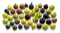 Colorful fresh figs collection showcasing various varieties and ripeness stages isolated on white background for culinary and healthy eating designs.