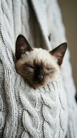 Siamese kitten with blue eyes held in cream cable knit sweater, cozy pet portrait for lifestyle and animal content.