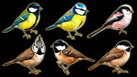 Colorful songbirds collection isolated on transparent background, ready for t-shirt designs, clipart, stickers, sublimation and print-on-demand projects.