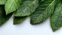 Fresh mint leaves with textured surface and prominent veins arranged in row on white background, for culinary, beverage, or aromatherapy use.