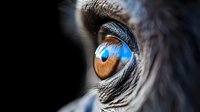 Close-up macro shot of vibrant blue and orange bird eye with detailed feathers and natural textures for wildlife photography and nature designs.