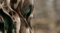 Natural dried lotus seed pods with intricate honeycomb patterns and organic textures creating abstract botanical composition for home decor and craft projects.
