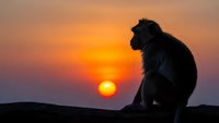 Silhouette of monkey sitting on rock against vibrant orange sunset sky. Wildlife photography capturing primate in contemplative pose during golden hour.