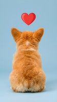 Adorable orange tabby kitten sitting with back turned showing fluffy fur and red heart symbol above on blue background for pet love concepts.