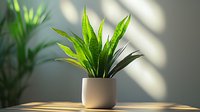 Snake plant in modern white ceramic pot on wooden surface with natural sunlight shadows creating minimalist home decor for interior design and wellness.