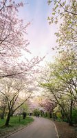 Cherry blossom trees lining peaceful park pathway with pink and white flowers blooming overhead creating natural canopy tunnel for spring walks.