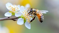 Honeybee collecting nectar from white spring blossom with yellow stamens on fruit tree branch. Nature pollination concept for organic farming and gardening.