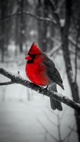 Male northern cardinal perched on snowy branch in winter forest with selective color highlighting vibrant red plumage against monochrome background.
