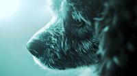 Dramatic side profile of wolf head with glowing turquoise backlight creating mystical atmosphere. Detailed fur texture and sharp features captured in moody lighting.