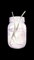 Plant cutting in glass jar with water and visible roots, isolated on transparent background. Ready for design use on t-shirts, stickers, clipart, print-on-demand products, and sublimation projects.