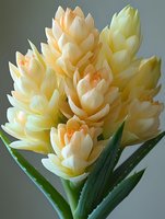 Delicate yellow and peach curcuma flowers in full bloom against soft gray background, showing detailed petals and green leaves. Macro floral photography.