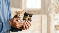 Adult male holding two young tabby kittens in hands indoors near window, domestic pet care and adoption concept for animal welfare campaigns.