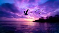 Dramatic purple sunset over calm ocean waters with silhouetted birds flying across vibrant sky. Peaceful seascape with tropical coastline for nature backgrounds.