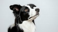 Border collie dog portrait looking up with alert expression on white background isolated for pet care and training concepts.