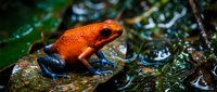 Bright orange poison dart frog with black markings perched on wet moss-covered rock in tropical rainforest environment, suitable for wildlife and nature educational materials.