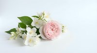 Elegant pink ranunculus and white jasmine flowers arranged on clean white background for wedding invitations, greeting cards and romantic designs.
