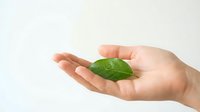 Gentle hands holding fresh green leaf symbolizing natural care, environmental protection, sustainability and organic lifestyle concept on white background.