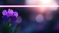 Purple iris flower blooming at sunset with soft bokeh background and lens flare creates dreamy romantic atmosphere for nature and garden photography.