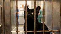 Black kitten with bright yellow eyes sitting behind metal cage bars in animal shelter waiting for adoption and new loving home.