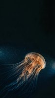 Luminous jellyfish floating gracefully through dark ocean waters with glowing tentacles and translucent bell-shaped body against deep blue marine background.