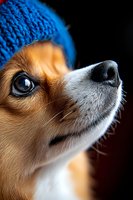 Close-up portrait of chihuahua dog wearing blue knit hat against dark background, showing detailed view of nose, eye and facial features in dramatic lighting.