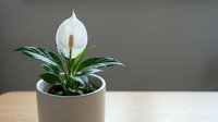Peace lily houseplant with white flower bloom in modern ceramic pot on wooden table against neutral background for home decor and indoor gardening.