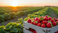 Fresh ripe strawberries in wooden crate at sunrise on organic farm field with green plants and golden sunlight for healthy eating and agriculture.
