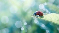 Red ladybug crawling on green leaf with soft bokeh background and morning dew drops creating dreamy natural macro photography scene for spring garden concepts.
