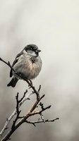 Small sparrow bird perched on bare winter branch against soft blurred background in natural wildlife habitat during cold season.