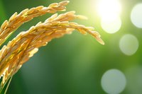 Golden rice ears with soft green blurred background and bokeh light effects. Ripe grain stalks ready for harvest, suitable for agriculture, farming, and food industry projects.