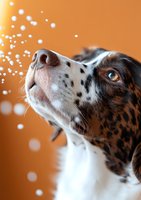 Close-up portrait of spotted English Setter dog with blue eyes looking up at falling snowflakes against orange background, showing curiosity and wonder.
