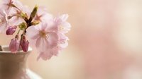Delicate pink cherry blossoms in soft focus with warm bokeh background, spring flowering branch arrangement for romantic seasonal decor and wellness themes.
