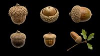 Acorns and oak nuts isolated on transparent background, ready for clipart, t-shirt design, stickers, print-on-demand products, and sublimation projects.