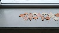 Autumn maple leaves arranged in row on windowsill creating seasonal home decor display for fall interior design and natural decoration concepts.