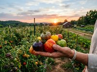 Farmer holding fresh harvested vegetables in palm at sunset over agricultural field with farmhouse and garden rows in background.