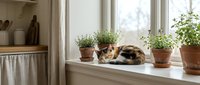 Tabby cat resting on sunny windowsill surrounded by potted plants and natural light, creating a cozy home interior scene for lifestyle and pet photography.